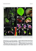 Begonia taraw description photo Bot Stud (2015) 56_19, Vertical Garden by Patrick Blanc