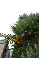 Fremontodendron californicum, Drew School, Oct 2011