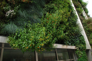 Drew School, Keckiella, Aster, Festuca, Mimulus, Asarum... Oct 2011