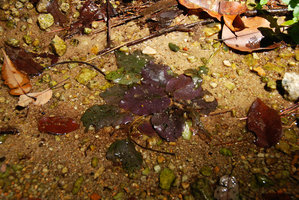 Barclaya kunstleri in a shallow forest rivulet,  Selangor, Malaysia