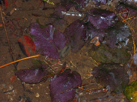 Barclaya kunstleri in habitat, pink iridescence of the leaves, Selangor, Malaysia