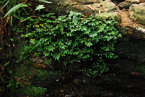 Argostemma reptans sur rocher suintant, G. Jerai, Malaisie