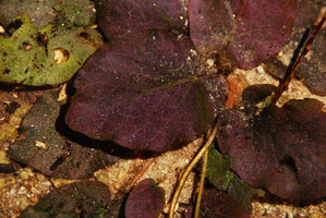 Barclaya kunstleri, pink leaf iridescence detail, Selangor, Malaysia