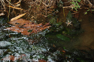 Barclaya longifolia, brown leaf underside in rheophytic submersed habitat, Kapoe, Thailand