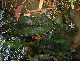Barclaya longifolia, leaf detail  in rheophytic submersed habitat, Kapoe, Thailand