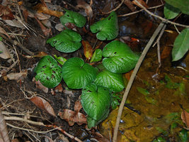 Barclaya rugosa,, emersed adult stage, with Cryptocoryne schulzei, Gunung Panti RFR, Johore, Malaysia