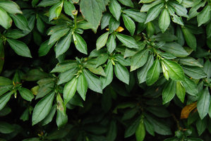 Argostemma reptans, détail, G. Jerai, Malaisie