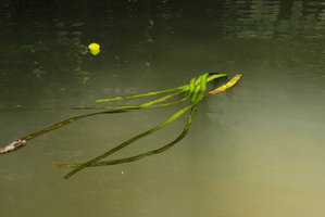 Crinum thaianum in its fast flowing water habitat, Si Phangnga NP, Thailand