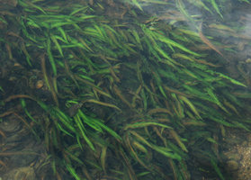 Cryptocoryne albida, leaf detail, submersed population in fast flowing water, Kapoe, Thailand