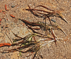Cryptocoryne crispatula undetermined variety, brown leaved individuals, Vientiane, Laos
