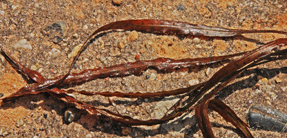 Cryptocoryne crispatula undetermined variety, leaf details, Vientiane, Laos