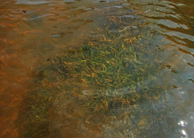 Cryptocoryne crispatula undetermined variety, submerged rheophytic population, Vientiane, Laos