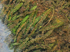Cryptocoryne crispatula var. balansae, bullate leaves detail, Khonglor, vallée Hinboun, Laos