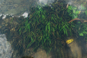 Cryptocoryne albida, submersed population in fast flowing water, Kapoe, Thailand