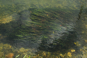 Cryptocoryne crispatula var. balansae, submersed population in fast flowing water, Kapoe, Thailand