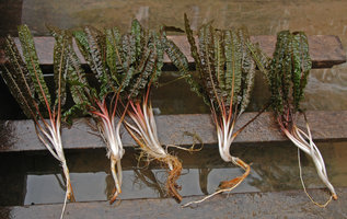 Cryptocoryne crispatula var. balansae, uprooted specimens, Khonglor, vallée Hinboun, Laos