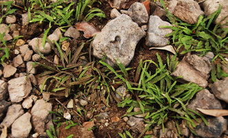 Cryptocoryne crispatula, undetermined variety, emersed population, Khonglor,  Hinboun, Laos