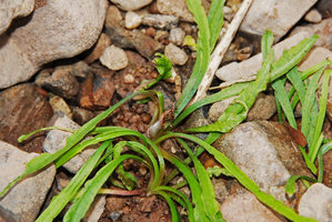 Cryptocoryne crispatula, undetermined variety, Khonglor,  Hinboun, Laos