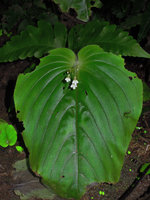Monophyllaea hirticalyx, iridescent seedlings, mature cotyledonary leaf and inflorescences, cave entrance, Perak, Malaysia