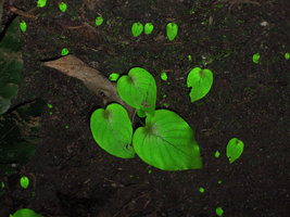 Monophyllaea hirticalyx, seedlings exhibiting green iridescence at a cave entrance, Perak, Malaysia