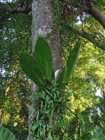 Scindapsus beccarii, flowering individual, Cherating, Pahang, Malaysia