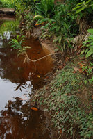 Cryptocoryne minima population emersed on a forest stream bank, Perak, Malaysia