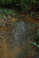 Cryptocoryne nurii in rheophytic habitat, Johore, Malaysia