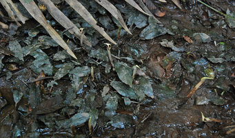 Cryptocoryne schulzei, flowering population, Gunung Panti FR, Johore, Malaysia