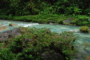 Cuphea utriculosa, population in rheophytic habitat, Tenorio, Costa Rica