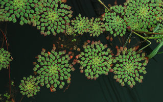 Ludwigia sedoides, Chanthaburi, Thailand