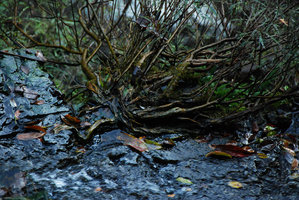 Phyllanthus rheophyticus in habitat, basal branching, Hainan