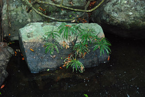 Phyllanthus rheophyticus one clump with basal branching, Hainan