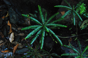 Phyllanthus rheophyticus, detail of a rosette, Hainan