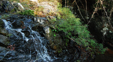 Phyllanthus rheophyticus, population in waterfall habitat, Hainan