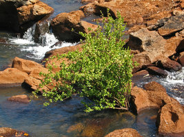 Rotula aquatica, rhéophyte, Mali