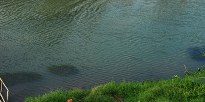 Vallisneria gigantea clumps in habitat, Pagsanjan, Luzon