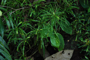 Phyllanthus rupicola detail, rheophytic in Magdapio gorge, Luzon, Philippines
