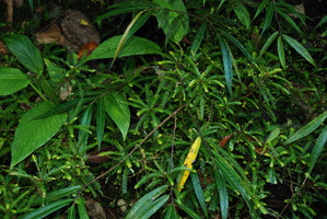 Phyllanthus rupicola population rheophytic in Magdapio gorge, Luzon, Philippines