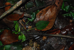 Cryptocoryne elliptica emersed, Bukit Panchor SP, Penang, Malaysia