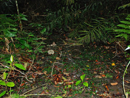 Cryptocoryne elliptica, population in habitat, Bukit Panchor SP, Penang, Malaysia