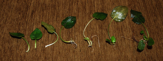 Cryptocoryne elliptica, successive development stages of plantlets issued from the petiole base, Bukit Panchor SP, Penang, Malaysia