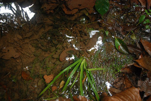 Cryptocoryne sp., maybe the elusive C. jacobsenii, having to face the american alien Mayaca fluviatilis, Mac Ritchie, Singapour