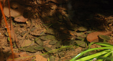 Cryptocoryne sp., maybe the elusive C. jacobsenii, submerged population, Mac Ritchie, Singapour