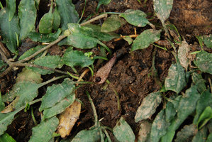 Cryptocoryne minima inflorescence with purple dotted spatha, Perak, Malaysia