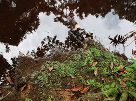 Cryptocoryne minima population emersed on a forest black water stream bank, Perak, Malaysia