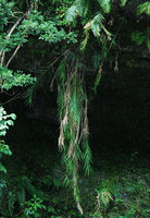 Arundo formosana, détail, côte Est, Taiwan