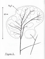 Radeau des Cimes, Guyane 1989