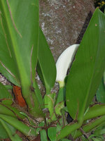 Scindapsus beccarii, inflorescence, Cherating, Pahang, Malaysia