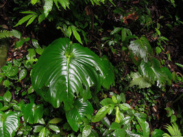 Monophyllaea horsfieldii population, Gua Tempurung, Perak, Malaysia