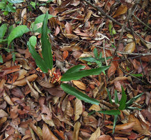 Scaphochlamys rubromaculata, flowering specimen, Bukit Bauk, Trengganu, Malaysia